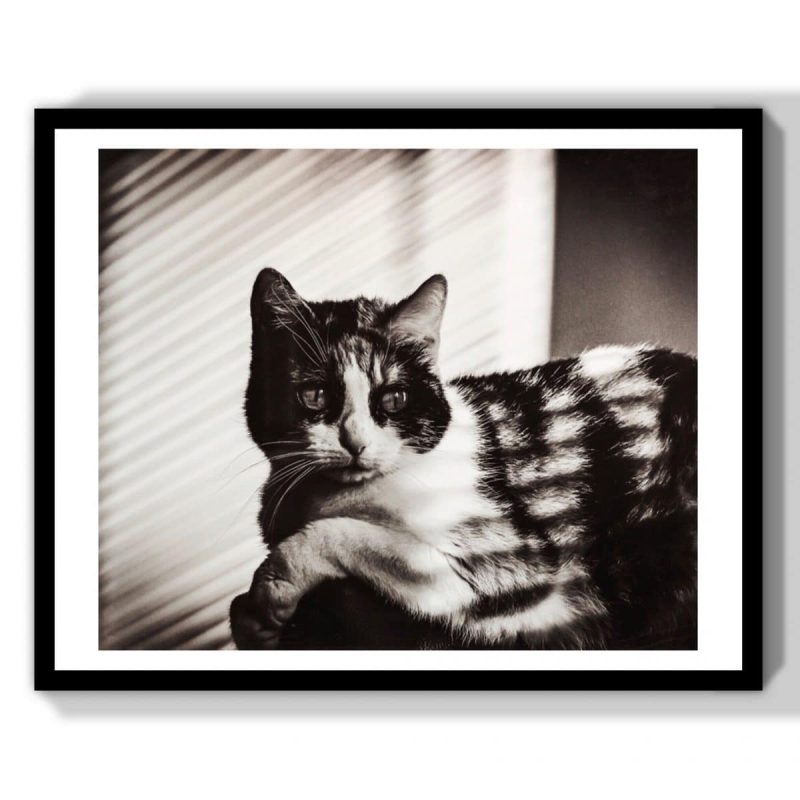 chat cinema classique vintage noir et blanc