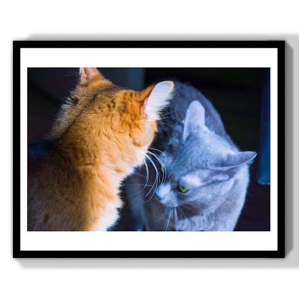 photographie animalière affrontement deux chats