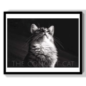portrait chaton The Concept Cat