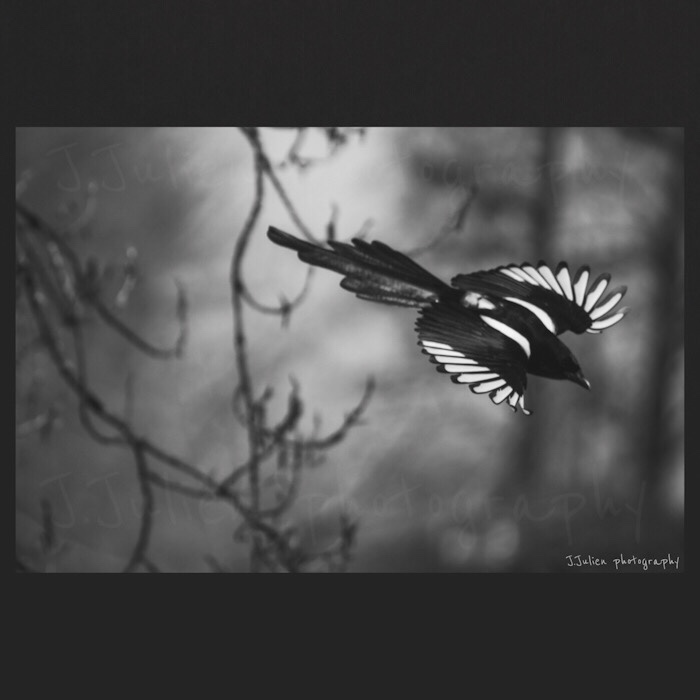 Black and white Magpie Bird photography