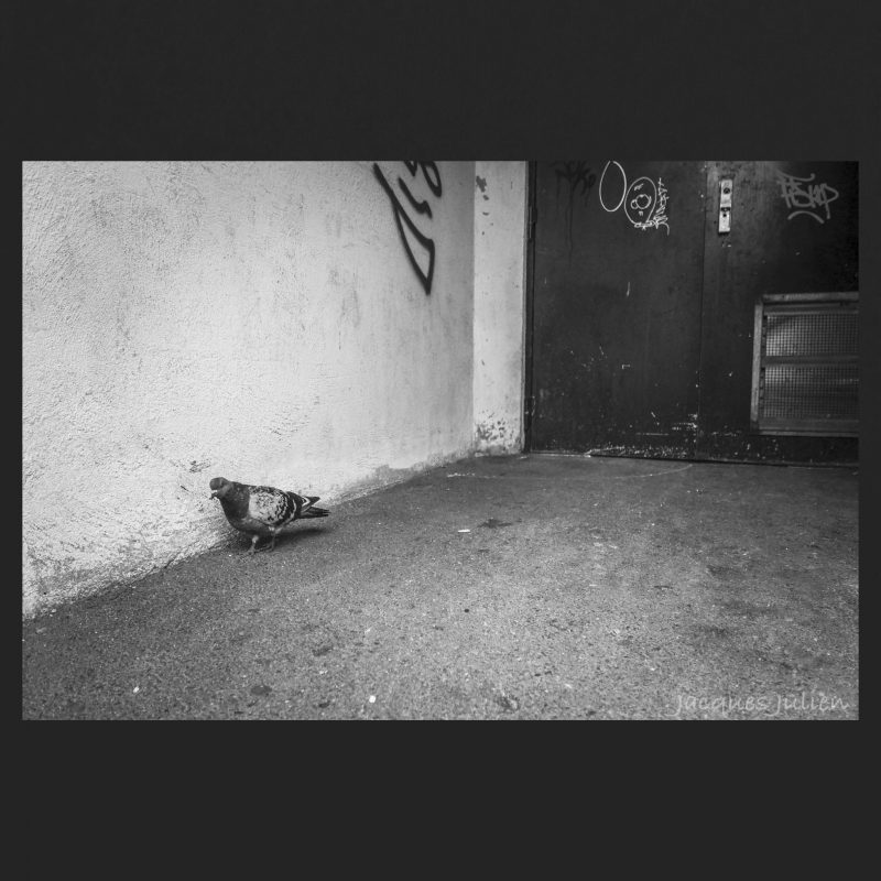 pigeon photographie Urbaine noir et blanc