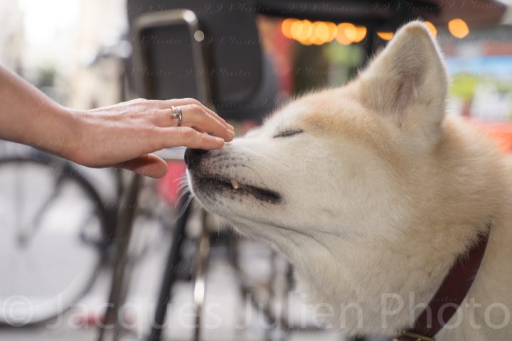Akita Dog Petting