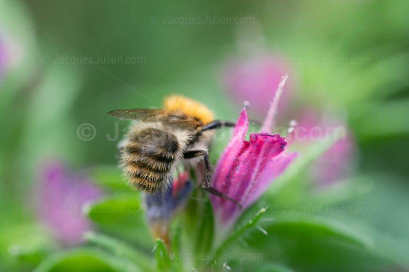 bee on Echium vulgare flower