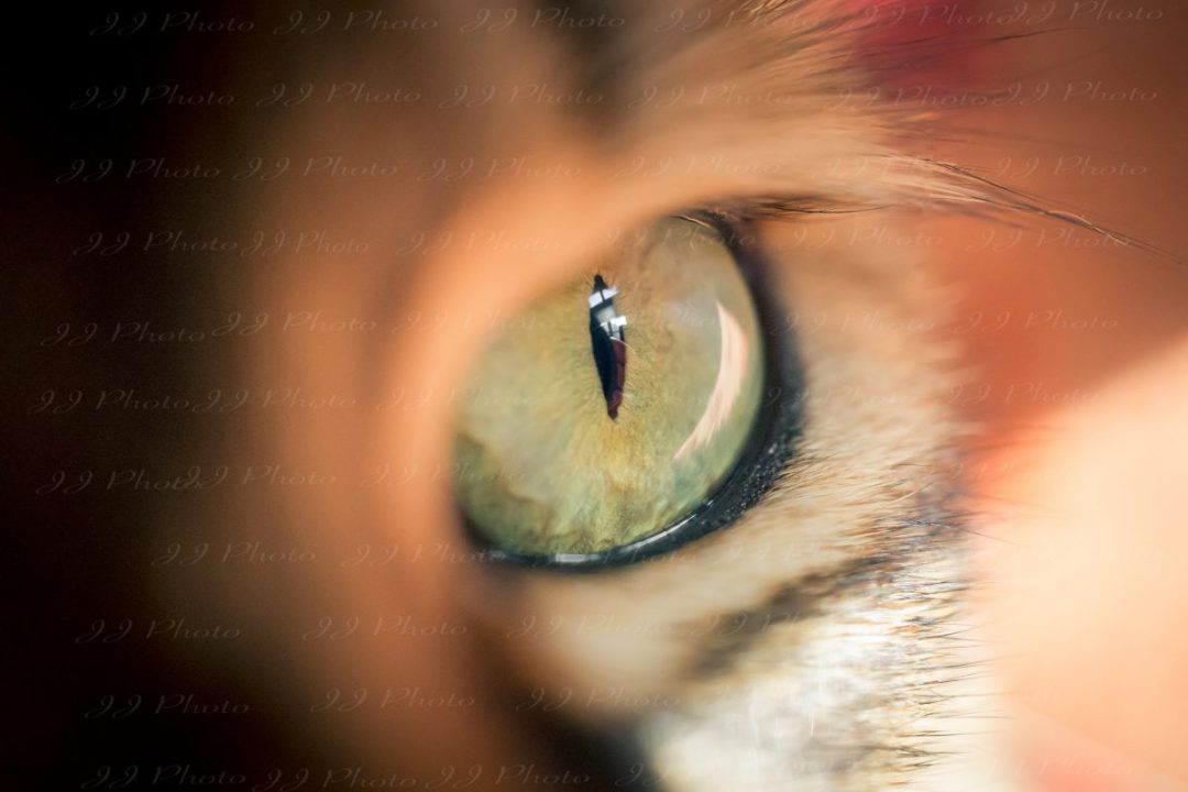 photographie oeil de chat
