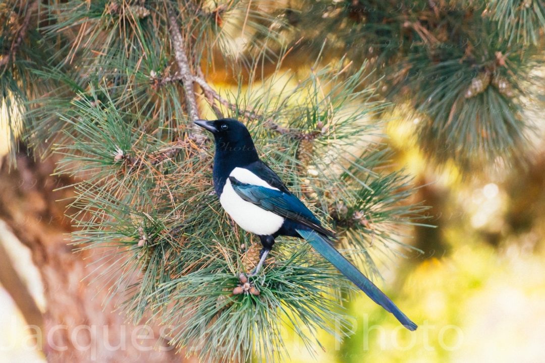 Magpie bird on a pine tree
