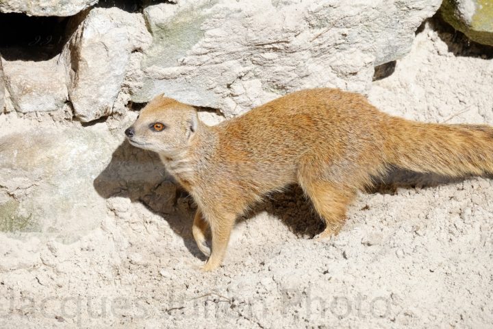 Yellow Mongoose – Stock Photo