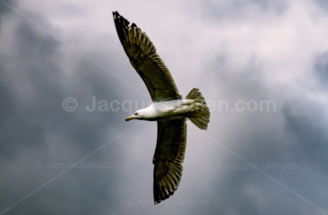 Seagull bird flying – Stock Photo