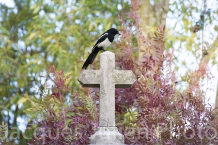 Magpie perching on a grave