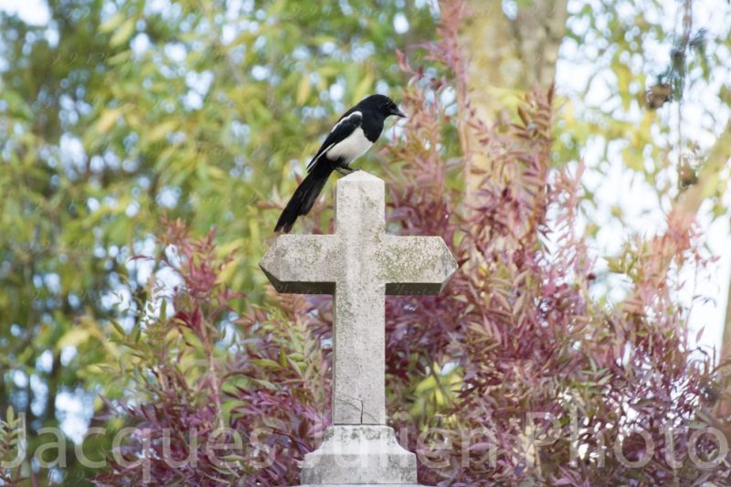 pie bavarde dans un cimetière