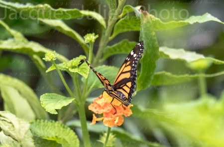 Papillon orange posé sur une fleur