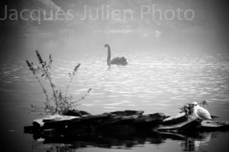 swan on misty lake black and white