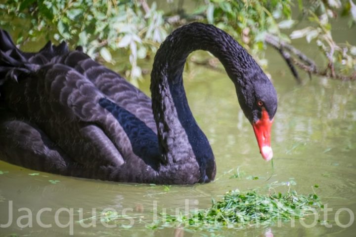 The Black Swan’s Meal