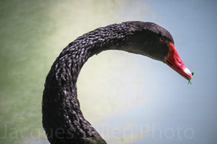 Black swan’s head – Photo print