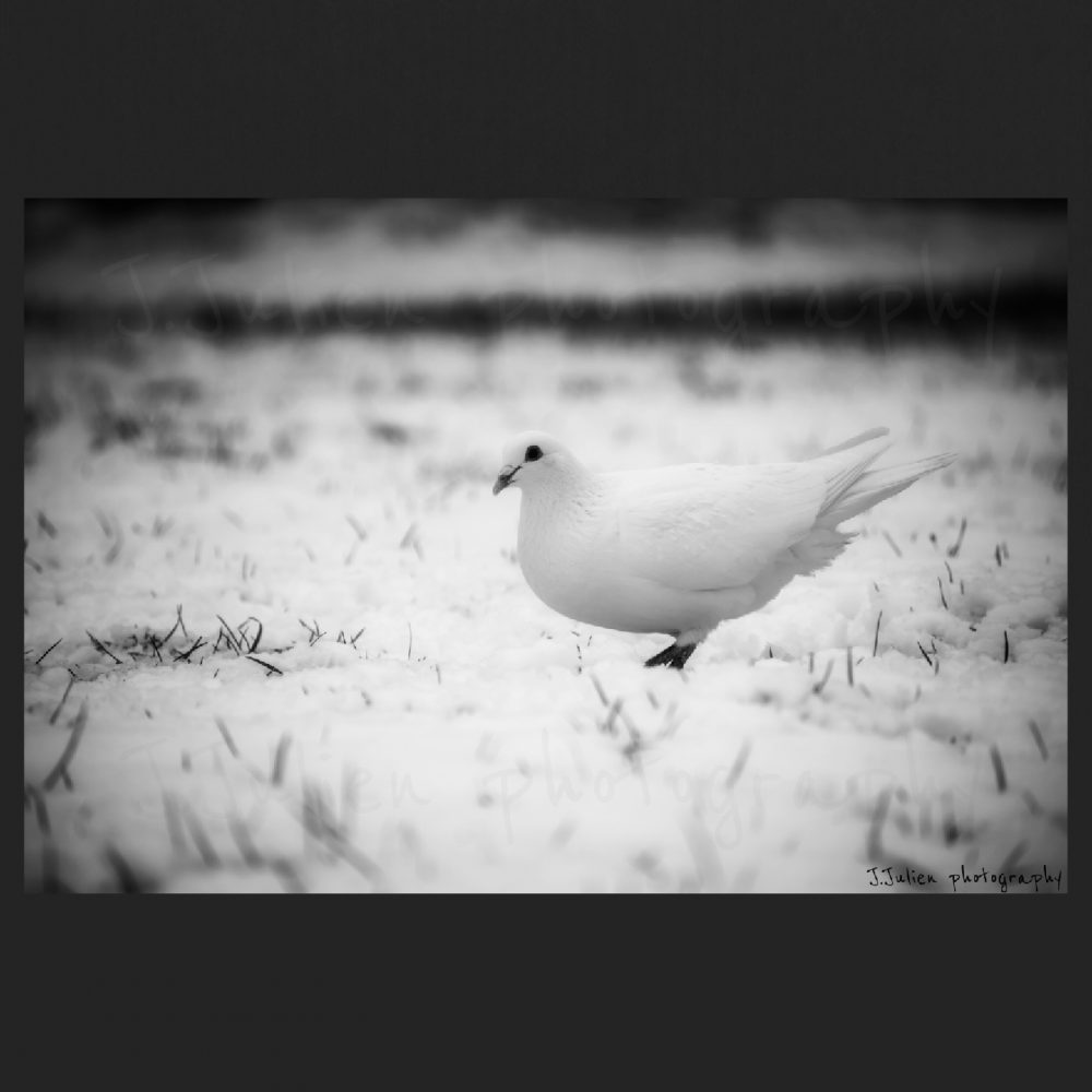 White Bird pigeon in snow Jacques Julien