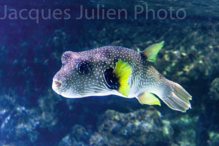 Tropical puffer fish (Arothron hispidus)