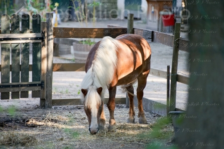 Chestnut Horse – Stock Photo