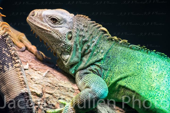 Green Iguana – Stock Photo