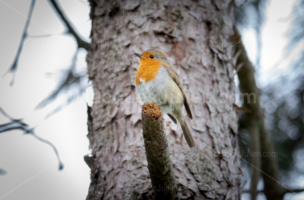robin bird on a tree