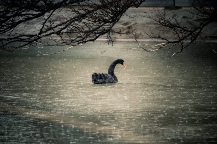 Cygne noir sur un lac