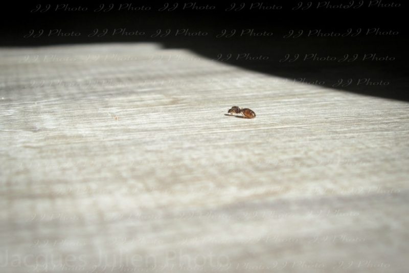 Lasius Ant insect bug photography free