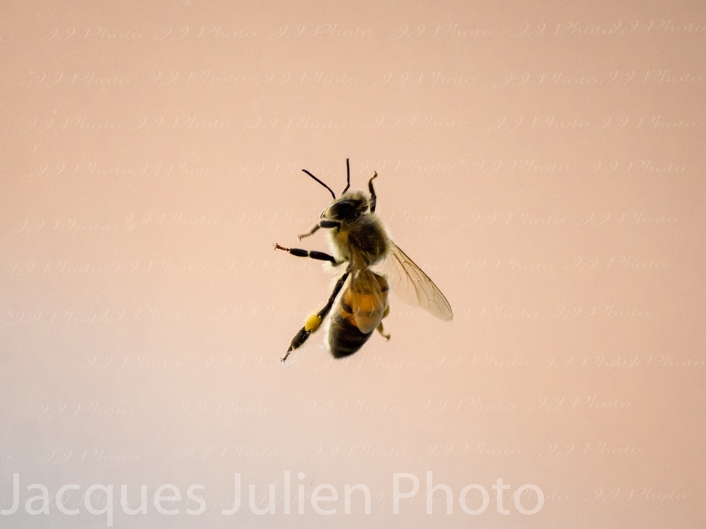 Bee isolated – Stock Photo