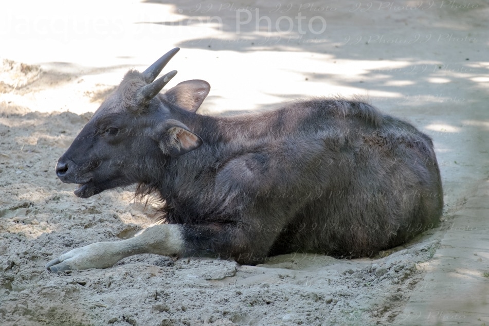 Gaur (Indian bison) – Stock Photo