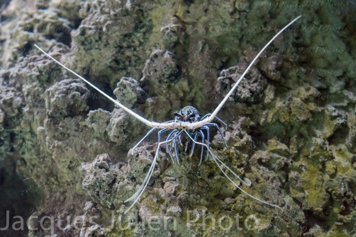 Panulirus Versicolor (Spiny Blue Lobster)