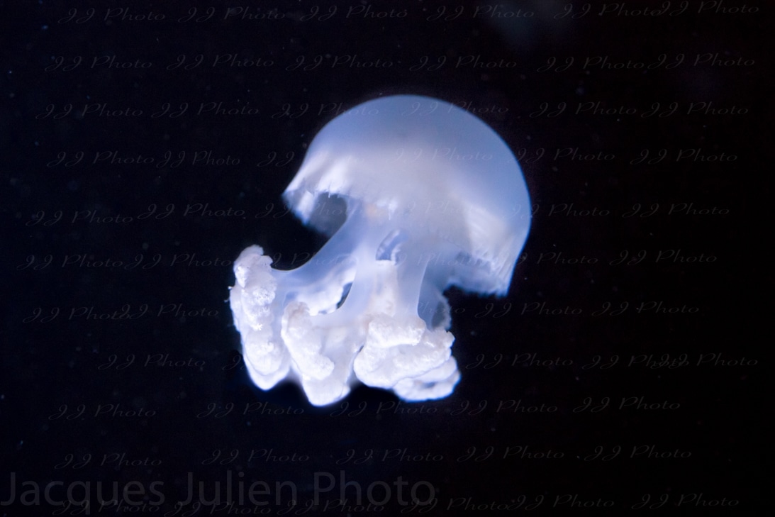White Jellyfish – Stock Photo