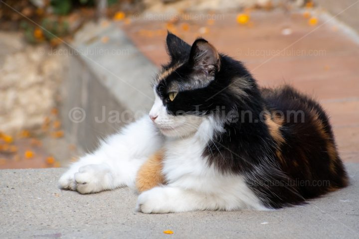 Calico cat – Free Royalty Photo
