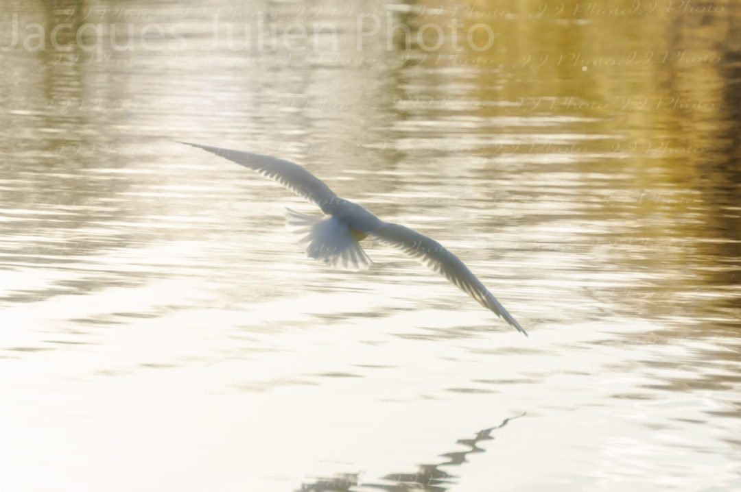 Gull flying on a lake