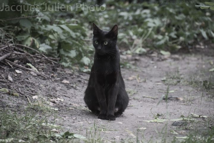 Black stray cat in the woods