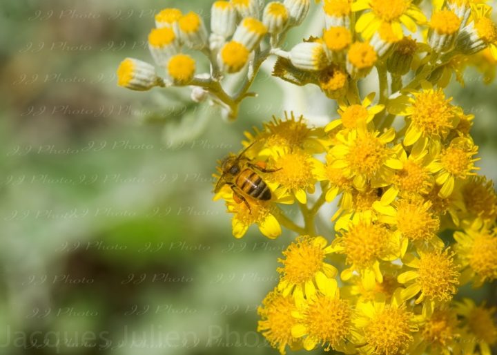 Bee on yellow flowers – Art Photo