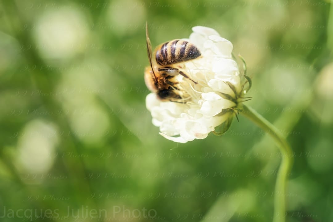 Bee on flower – Art photo