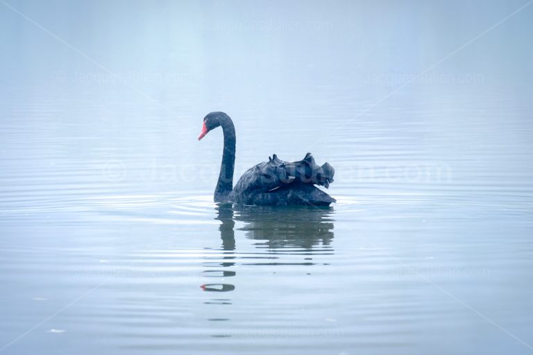 black swan on a lake