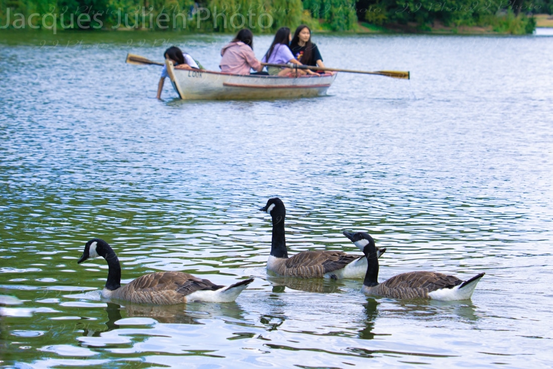Groupe d’oies sur un lac avec une barque
