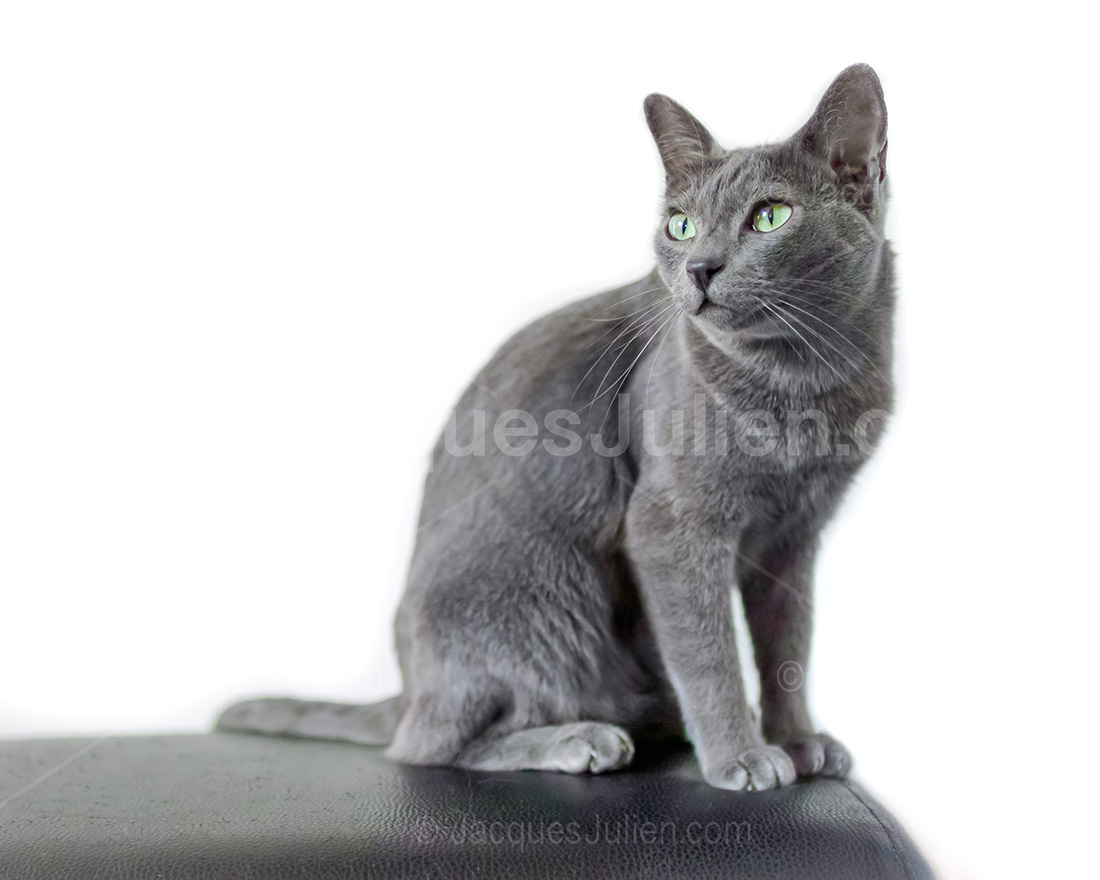 korat grey cat posing on white background