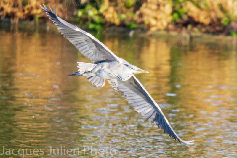 Big bird grey heron flying photography