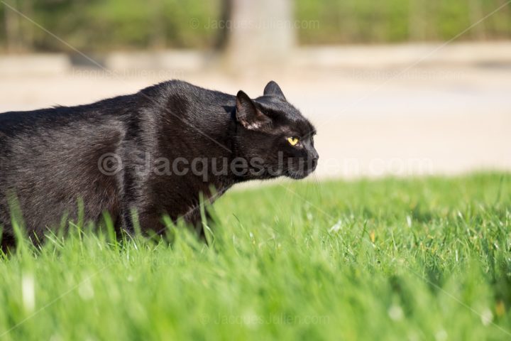 Black cat hunting
