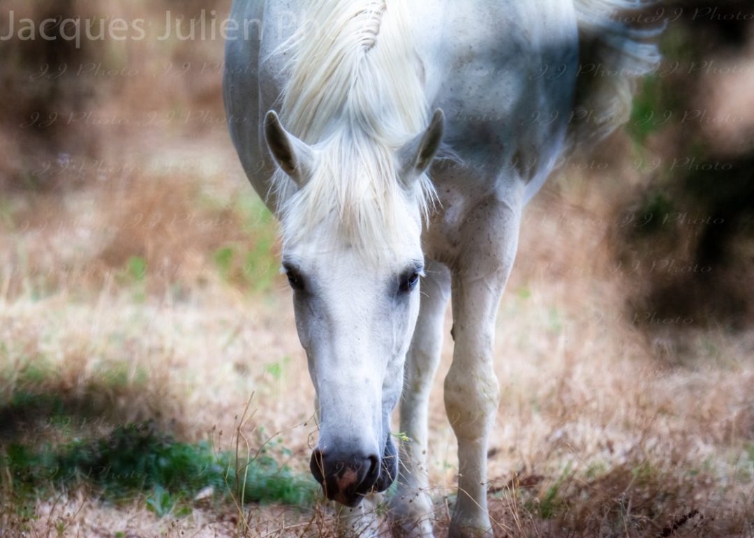 Cheval blanc – Stock Photo