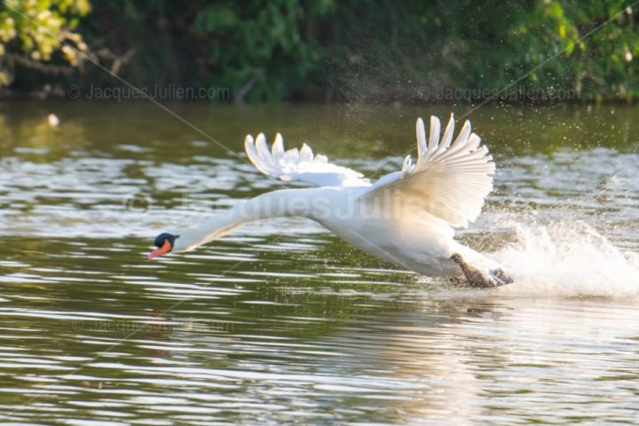 Swan taking off on a lake