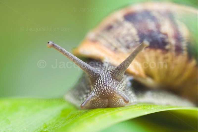 détail de l’escargot des jardins petit gris