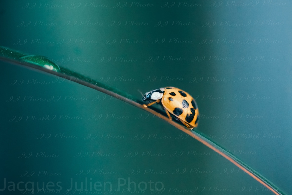 Ladybug on a leef – Coccinellidae
