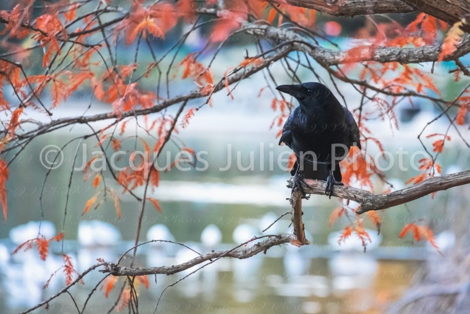autumn image bird with red leaves