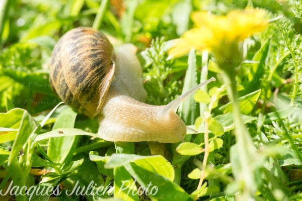 The European brown garden snail