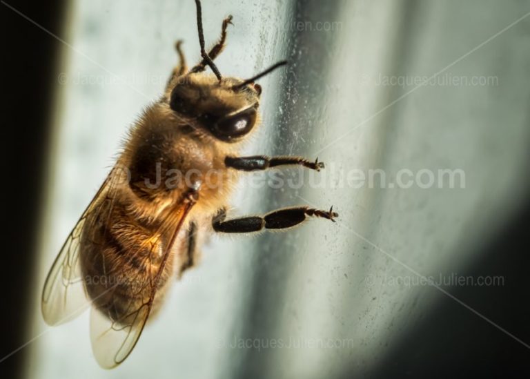photographie macro d'une abeille sur une vitre