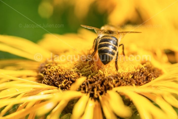 Bee on a flower – Macro photo