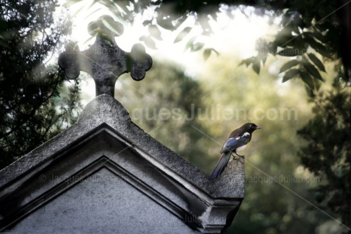 Oiseau bleu perché sur une chapelle funéraire