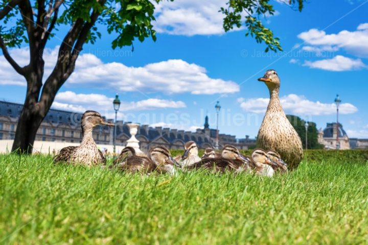 Duck family in the Tuileries Garden during the lockdown