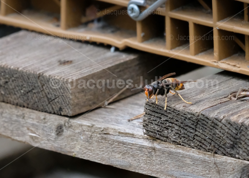 frelon à pattes jaunes sur une ruche d'abeilles