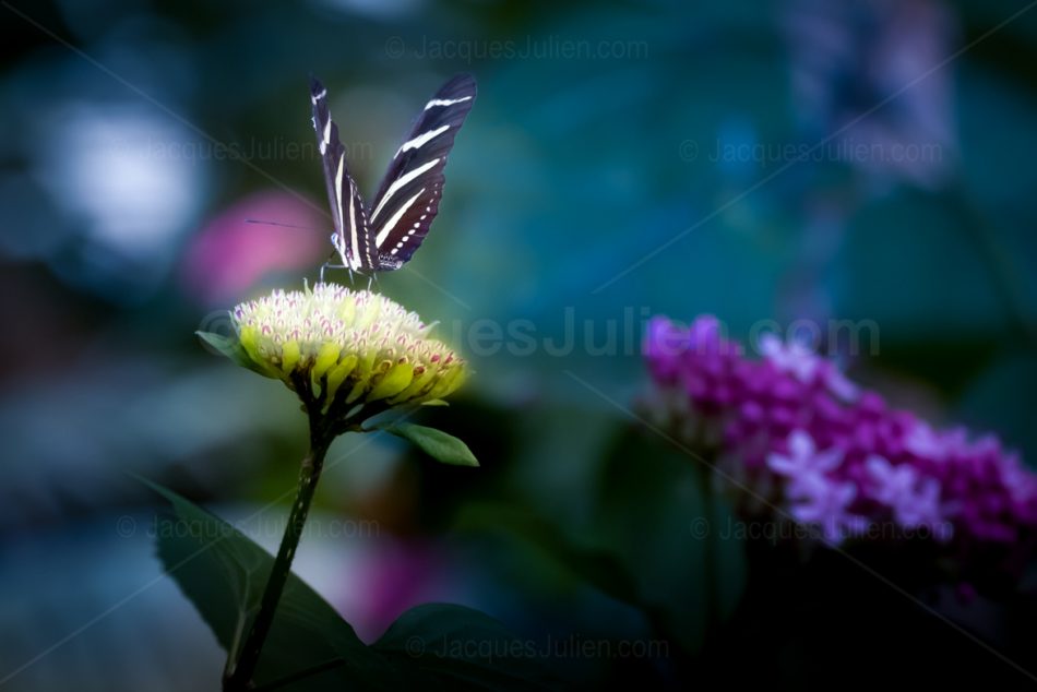 Papillon sur fleur phosphorescente